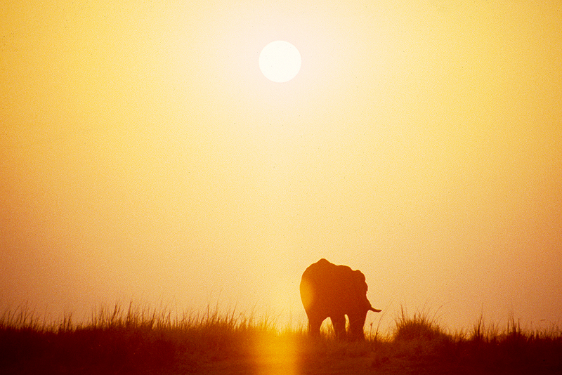 Chobe