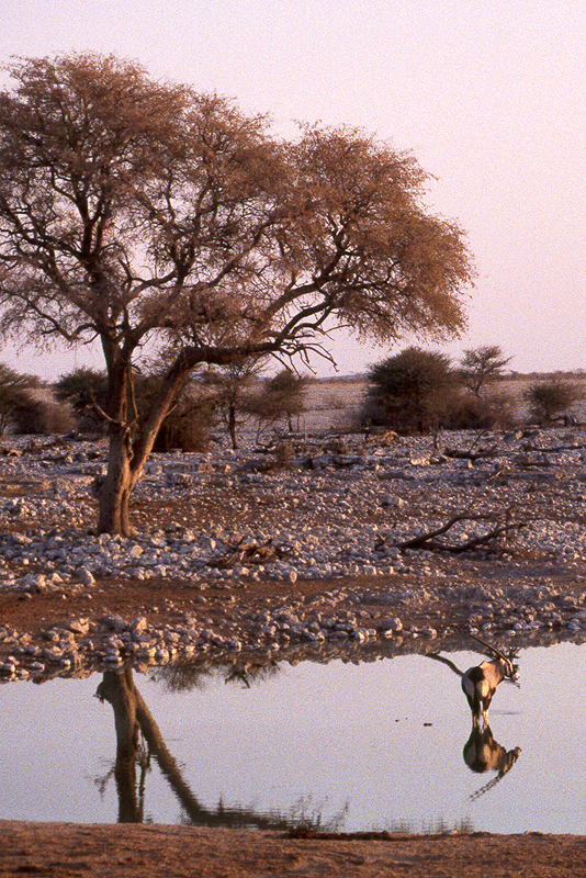 P.N. Etosha