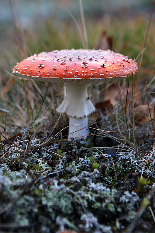 Rando Sämmäräinen
