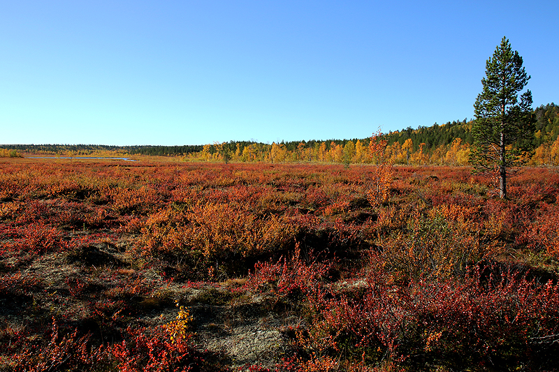 Rando lac Kaarejärvi
