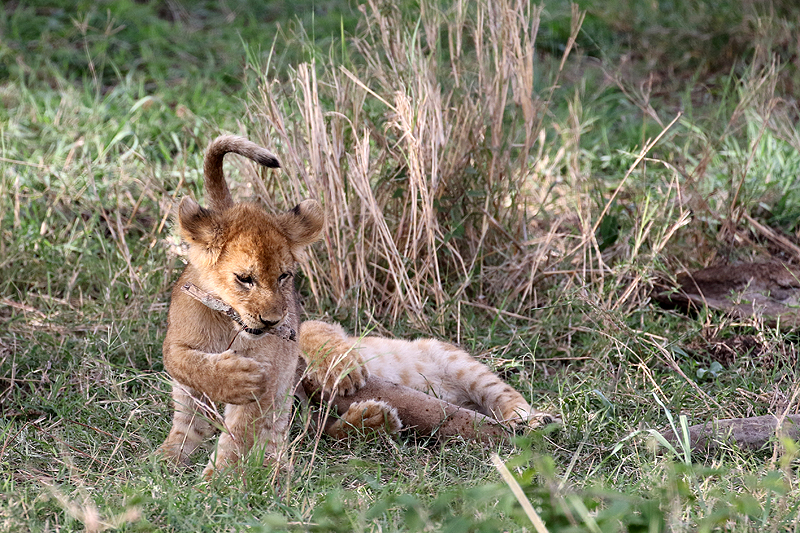 Serengeti