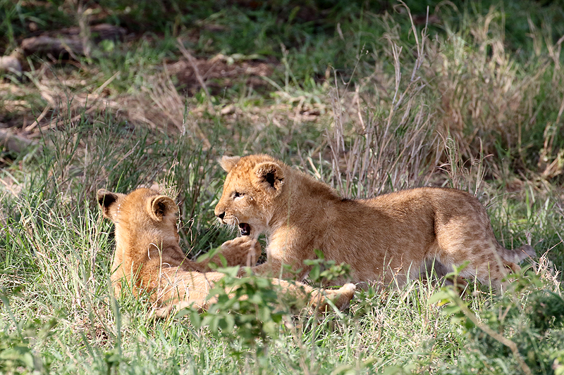 Serengeti