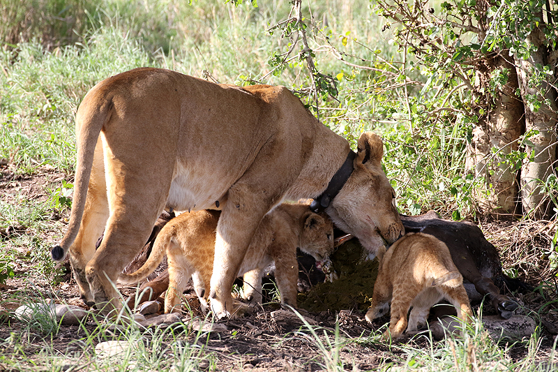 Serengeti