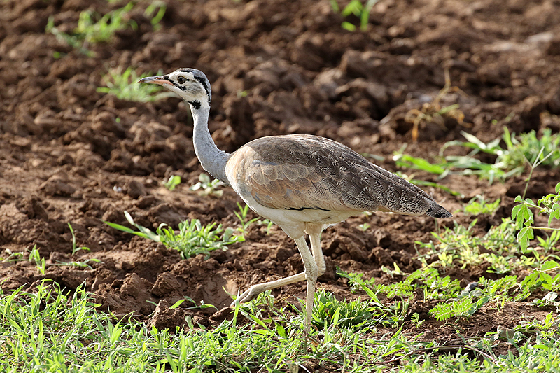 Serengeti
