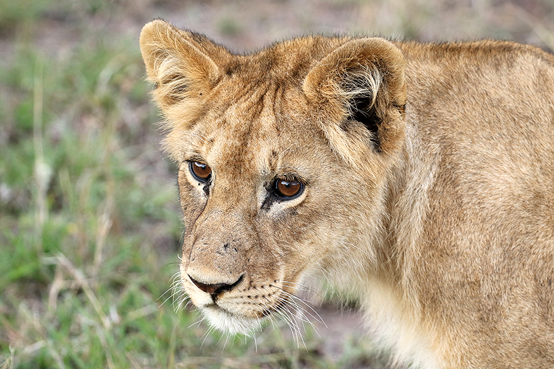 Serengeti