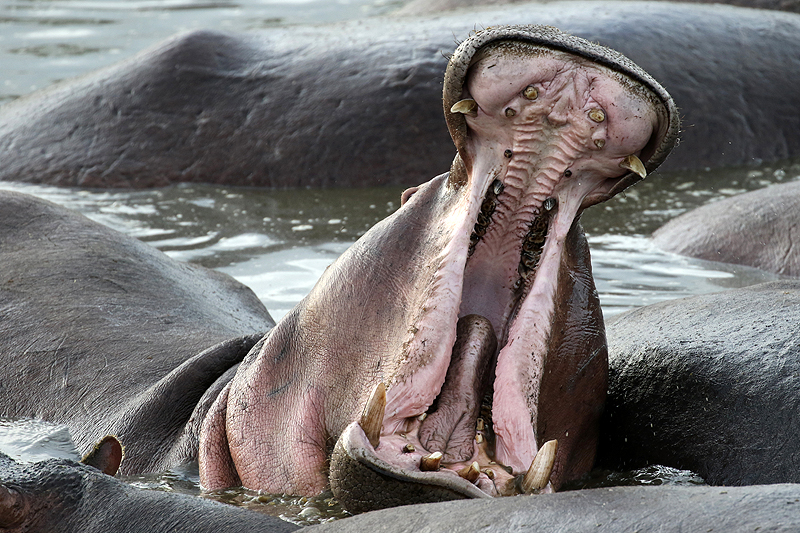 Photo hippopotame