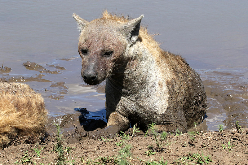 Photo hyène tachetée