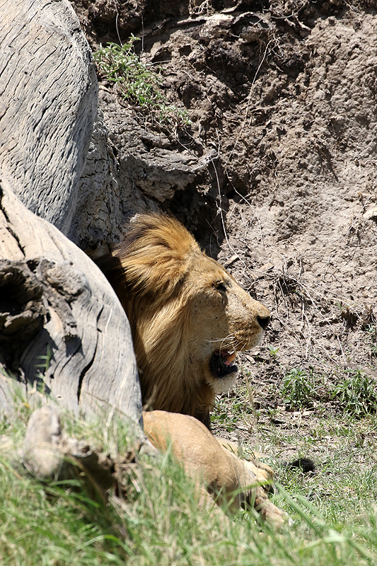 Serengeti