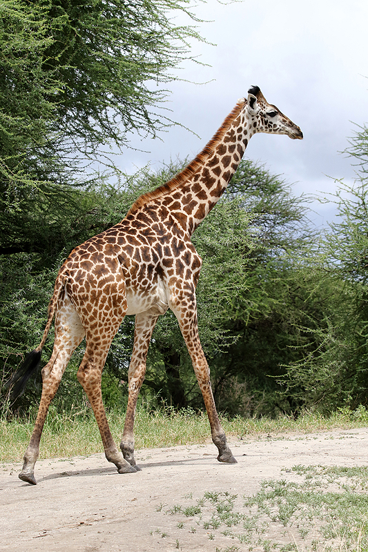 Photo girafes