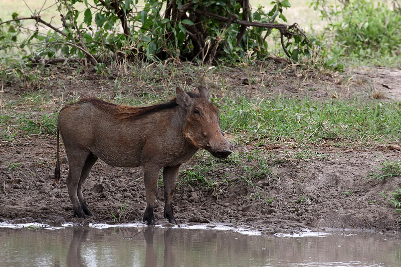 Tarangire