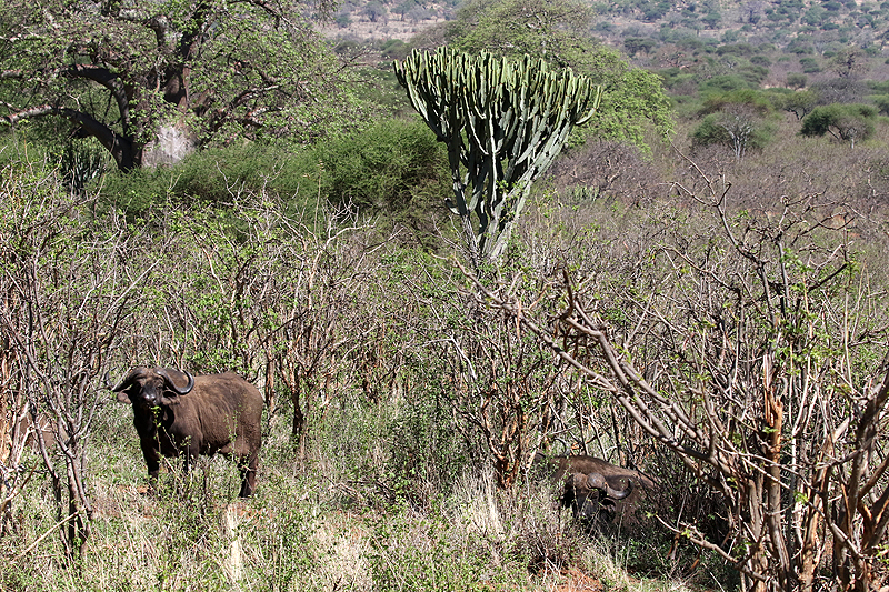 Tarangire