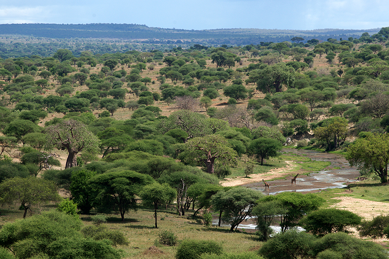 Tarangire