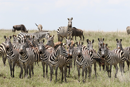 TANZANIE - Serengeti
