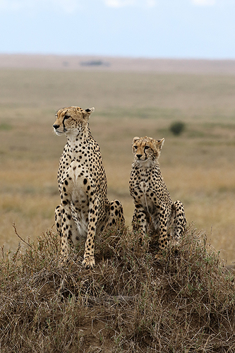 TANZANIE - Serengeti