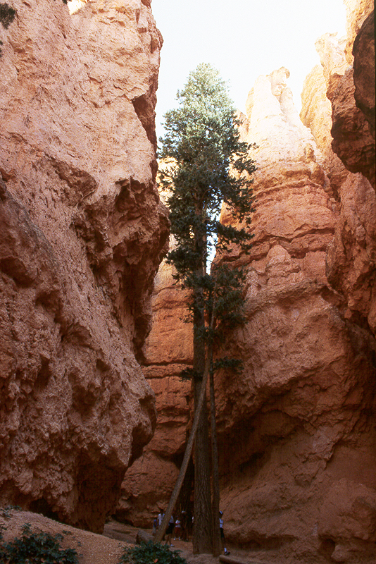 Bryce Canyon