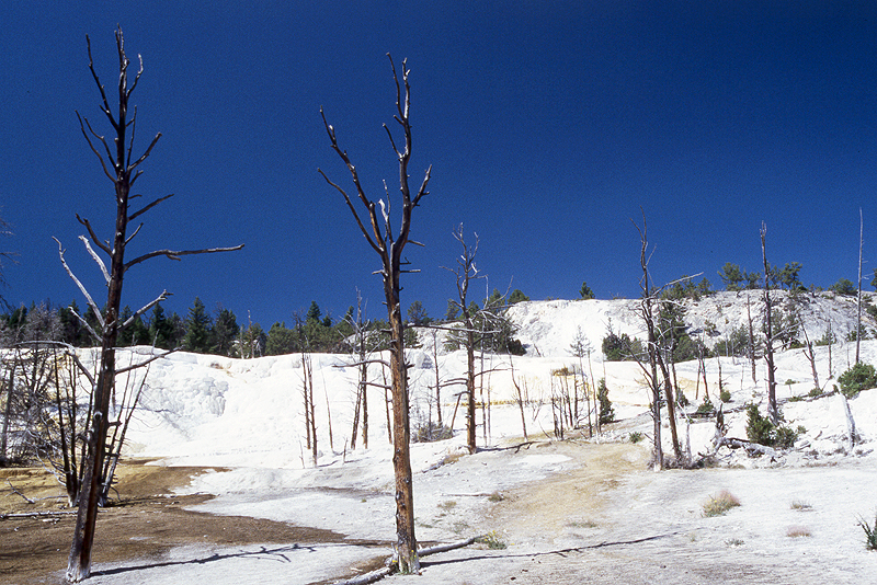 Yellowstone