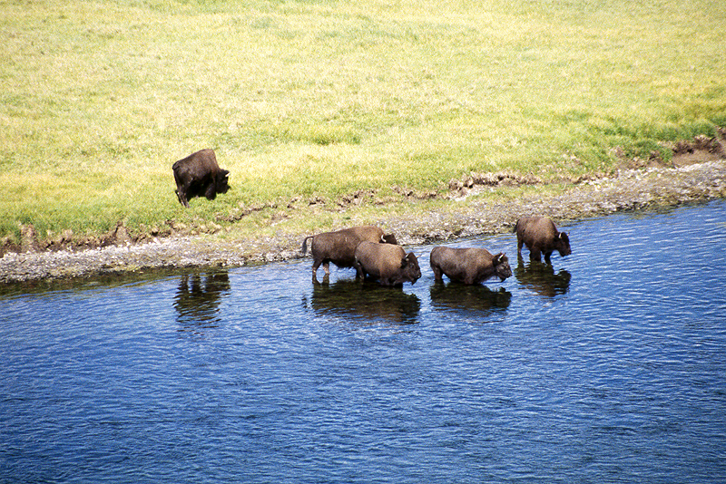 Yellowstone