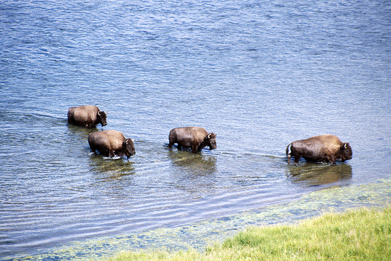 Yellowstone