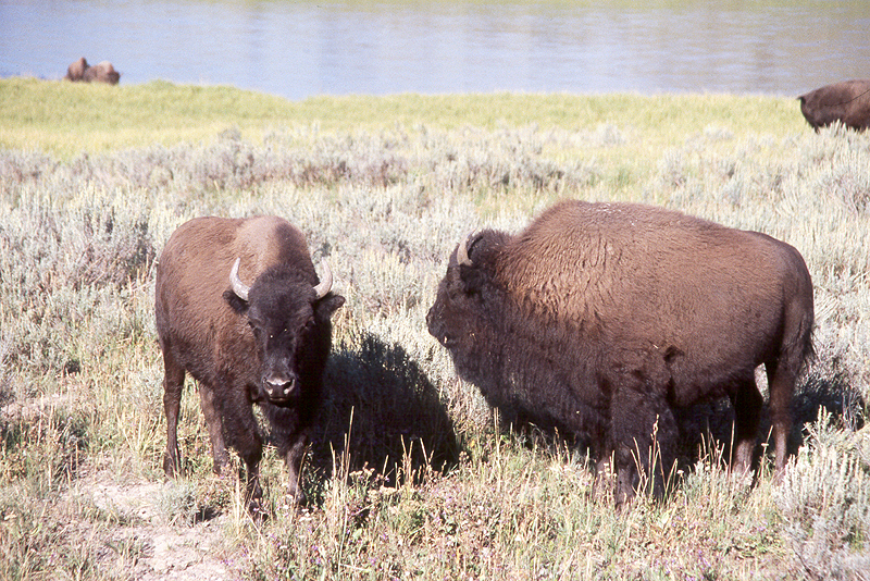 Yellowstone