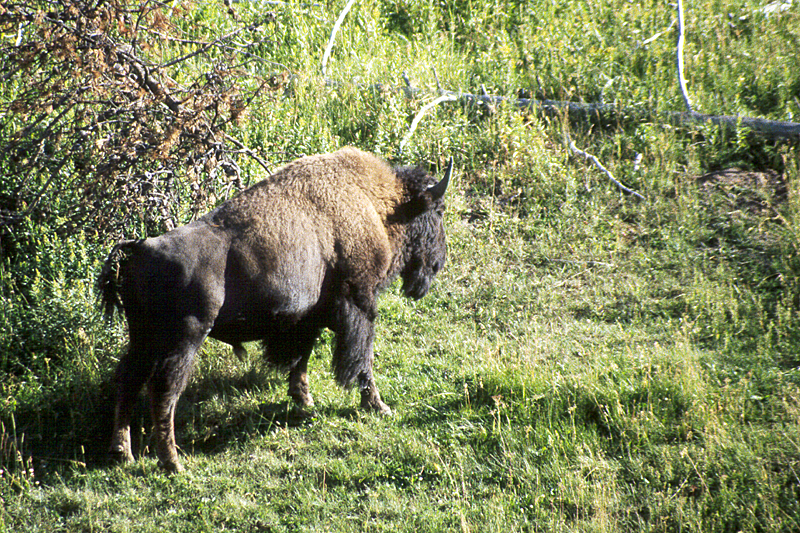 Yellowstone