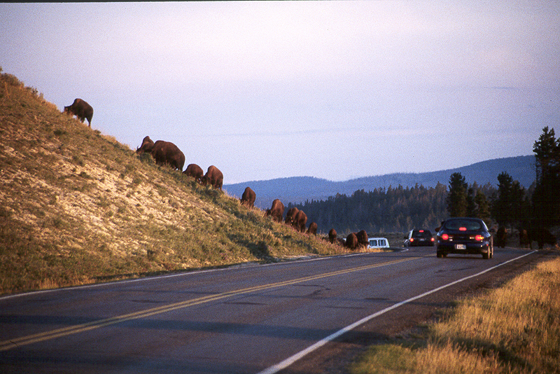 Yellowstone