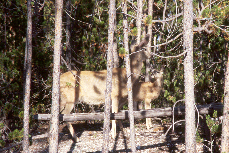 Yellowstone
