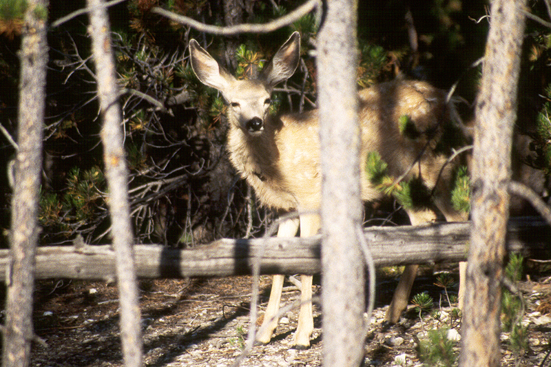 Yellowstone