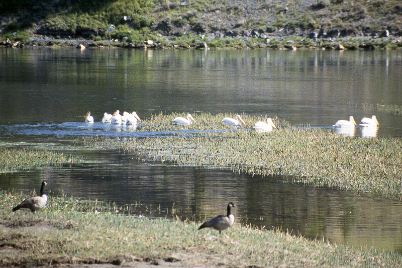 Yellowstone
