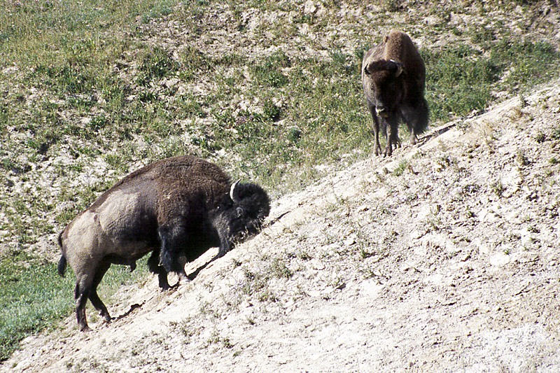 Yellowstone