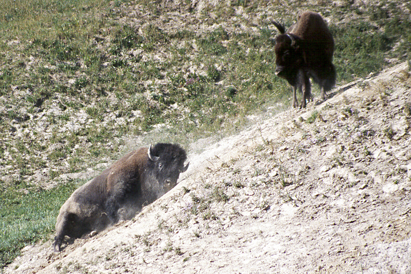 Yellowstone