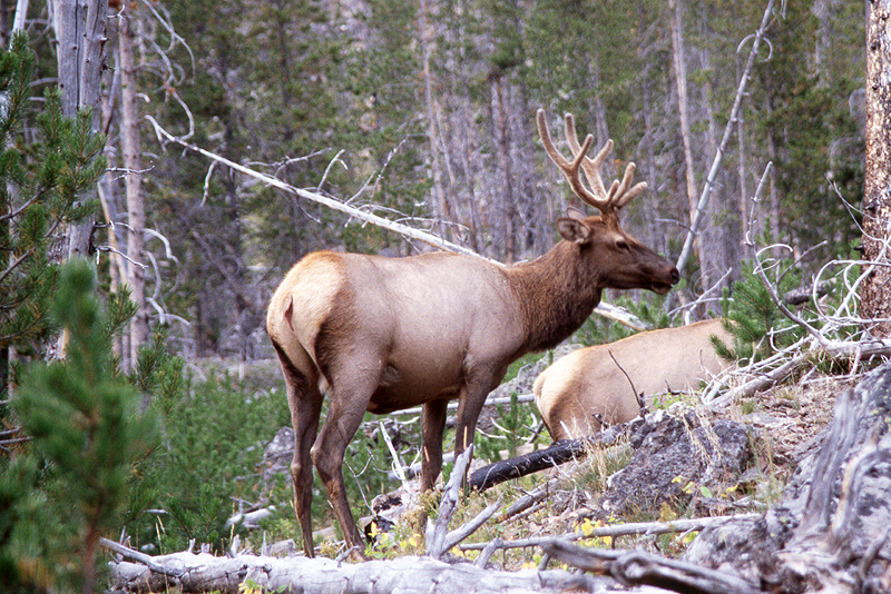 Yellowstone