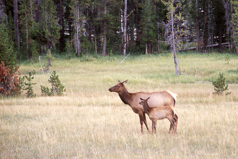 Yellowstone
