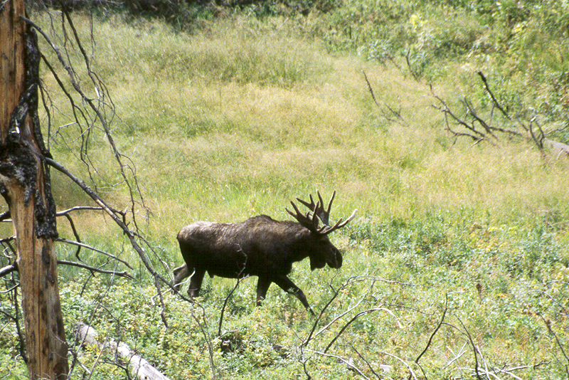 Yellowstone