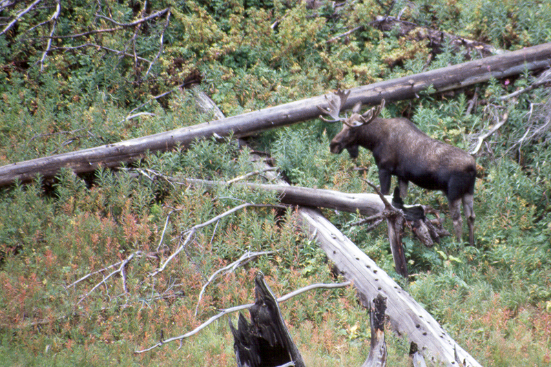 Yellowstone