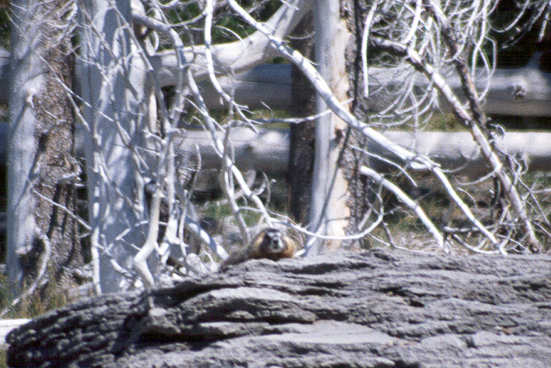 Yellowstone