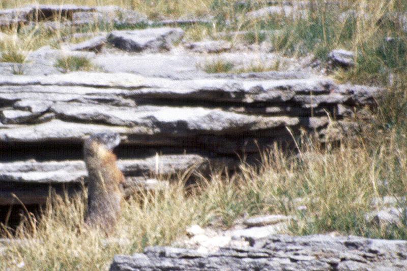 Yellowstone