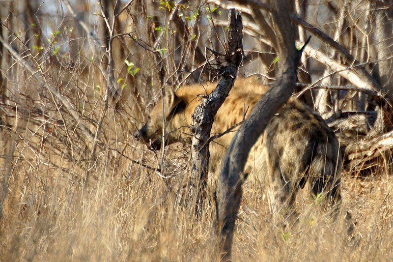 P.N. Kruger - Environs de Pretoriuskop