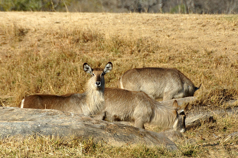 P.N. Kruger - Environs de Pretoriuskop