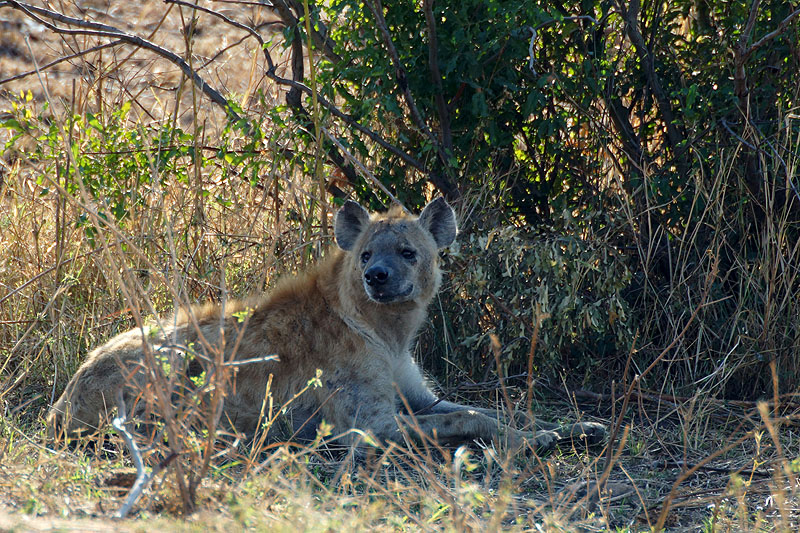 P.N. Kruger - Environs de Pretoriuskop