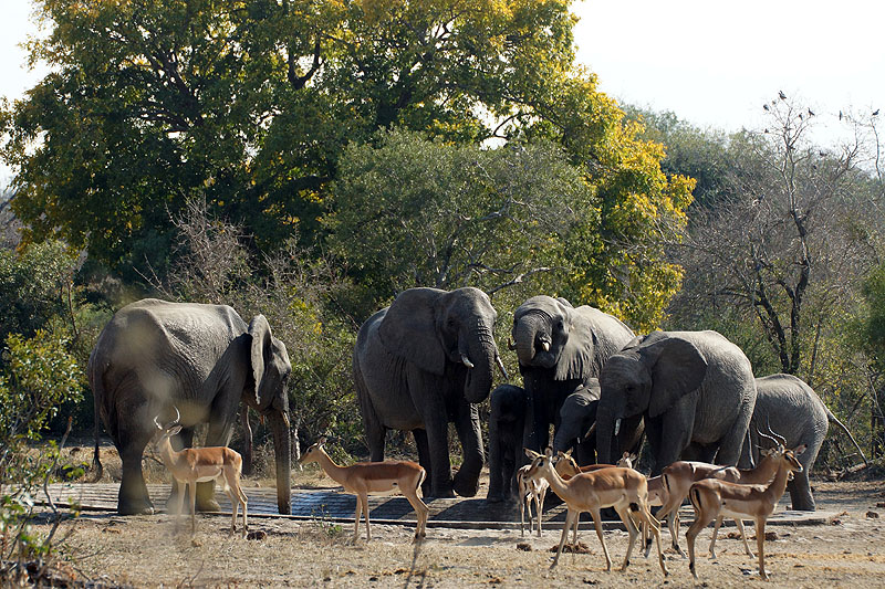 P.N. Kruger - Environs de Pretoriuskop