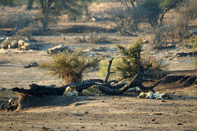 P.N. Kruger - Environs de Satara