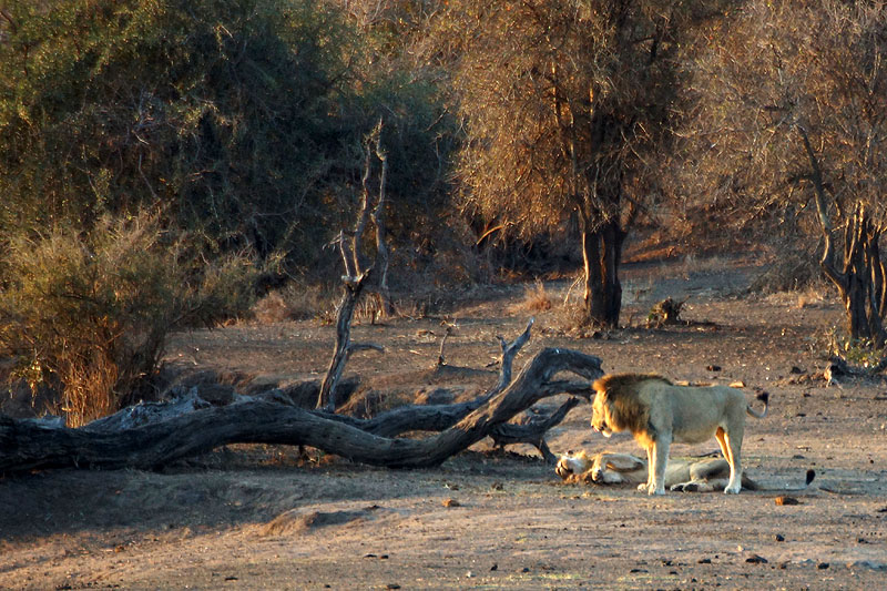 P.N. Kruger - Environs de Satara