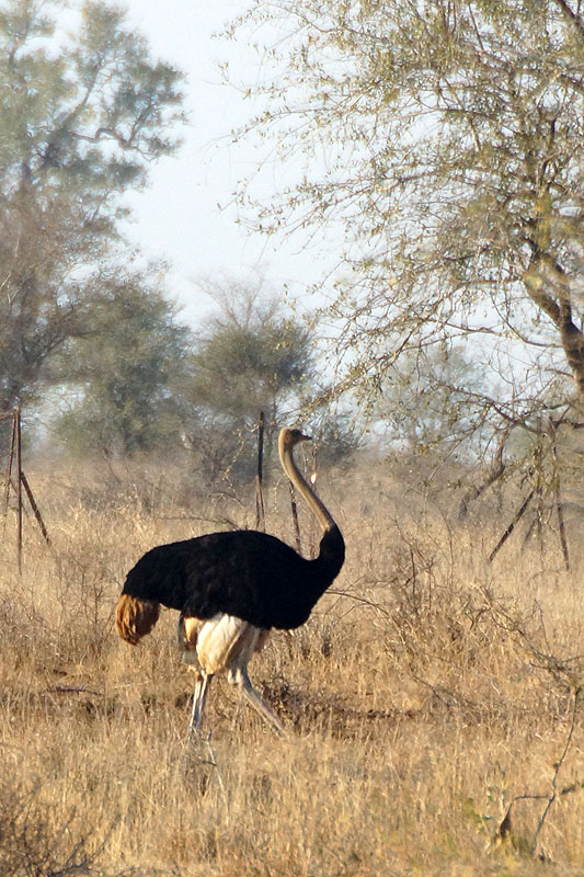 P.N. Kruger - Environs de Satara