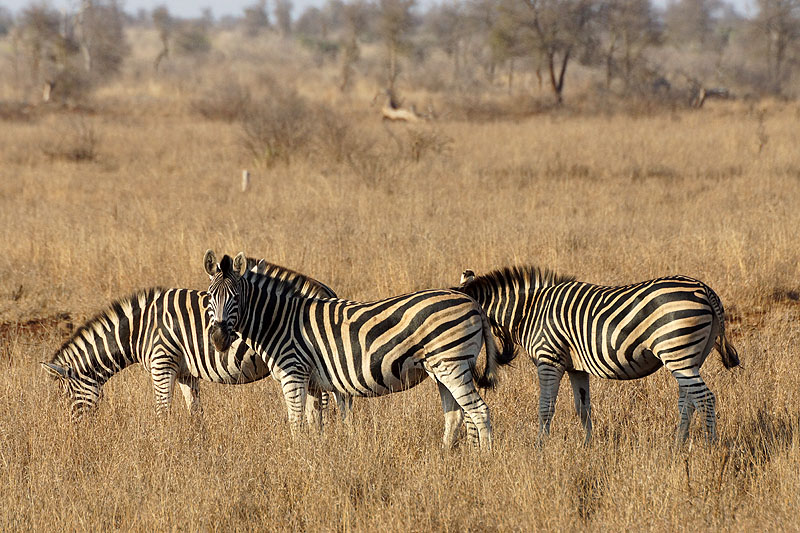 P.N. Kruger - Environs de Satara