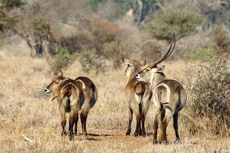 P.N. Kruger - Environs de Satara