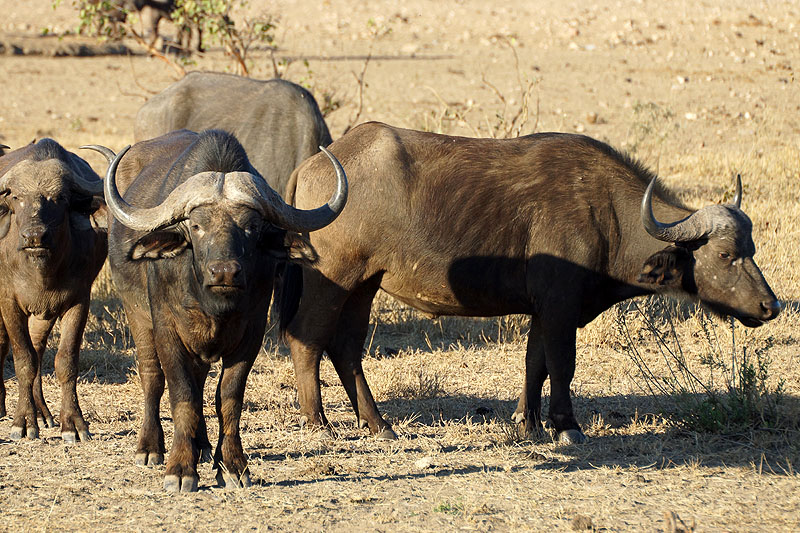 P.N. Kruger - Environs de Letaba