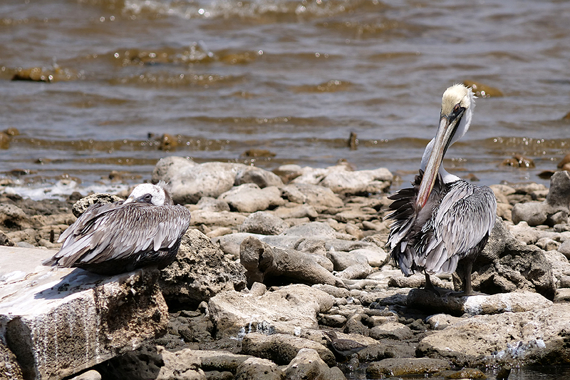 Washington Slagbaai National Park