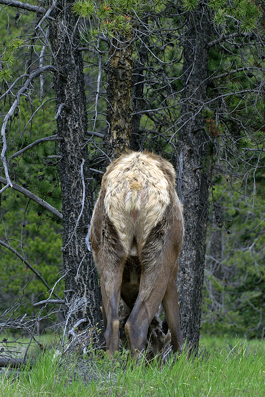 Route du lac Maligne