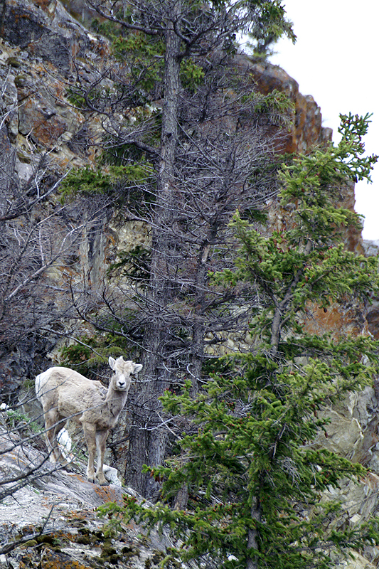 Route Jasper - Miette