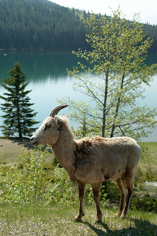 Banff
